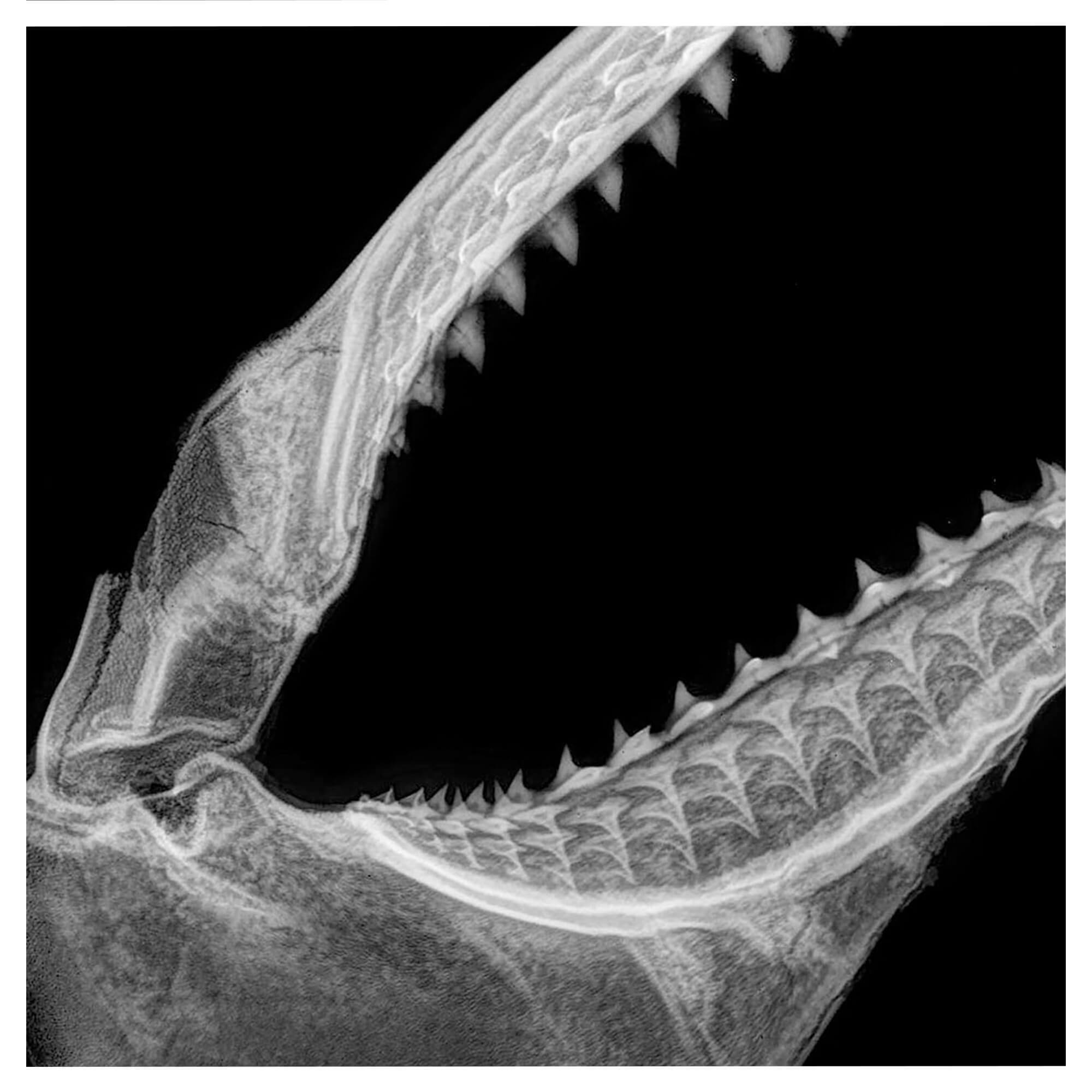 Close up details of the X-ray image of a shark's teeth by Hawaii artist Michelle Smith