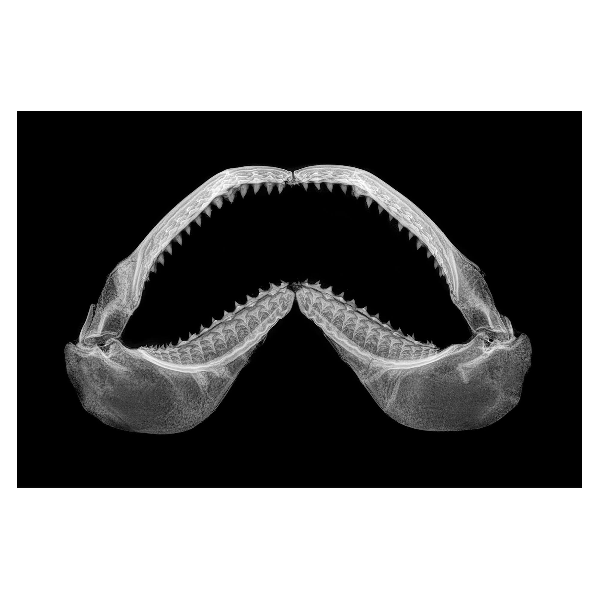 X-ray artwork of shark teeth by Hawaii artist Michelle Smith