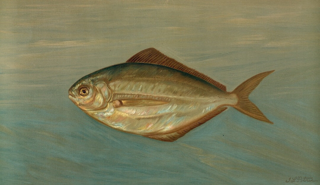 Hawaii Fish art painting
