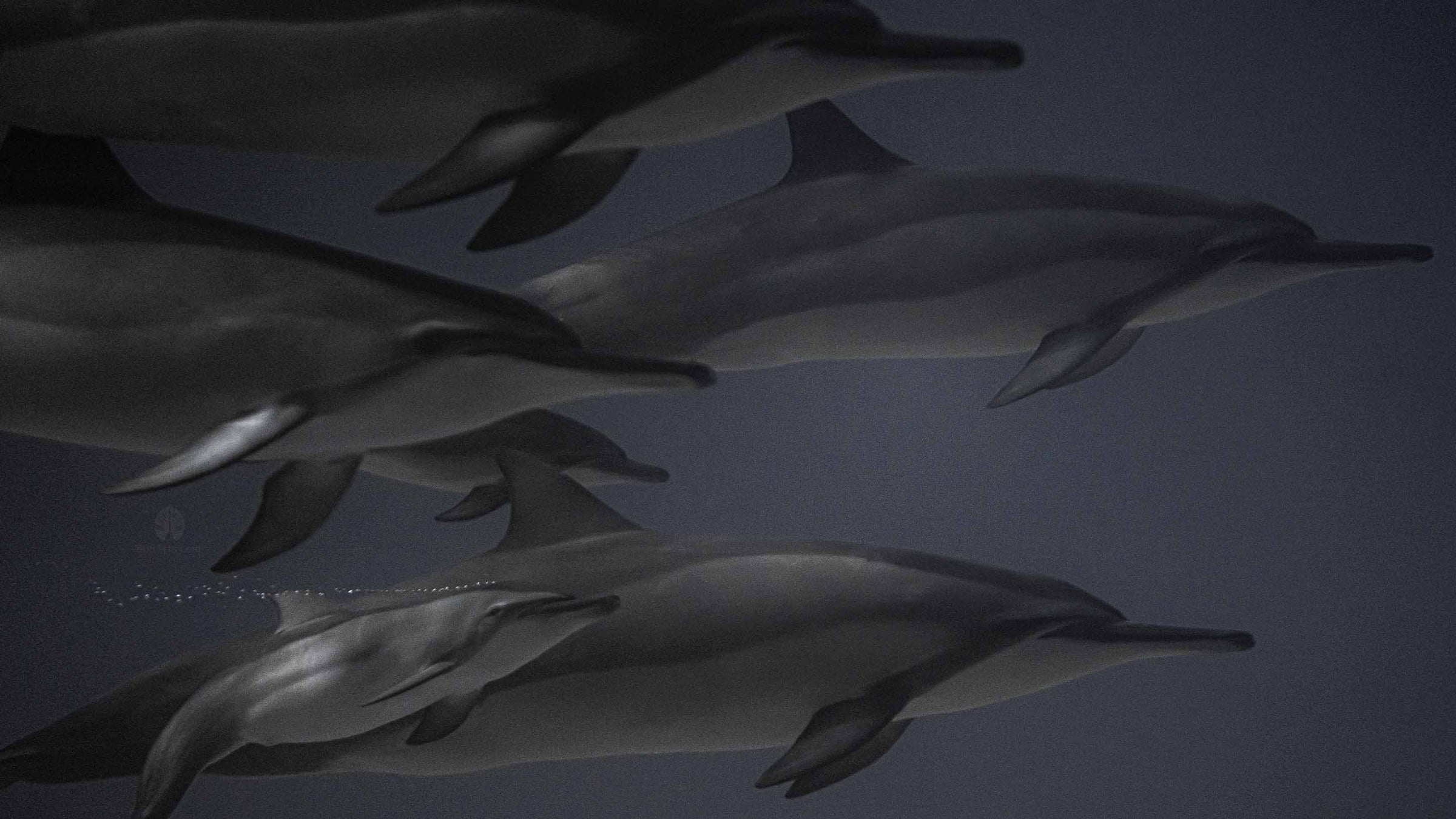 hawaii dolphins wildlife art print