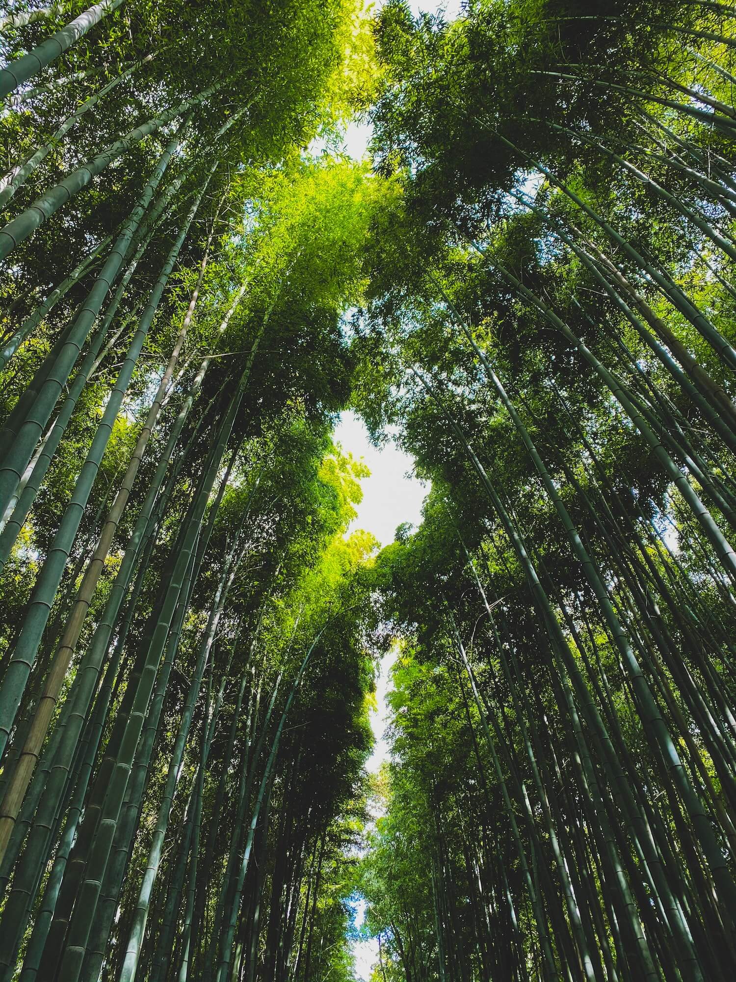 Eco friendly bamboo art print materials