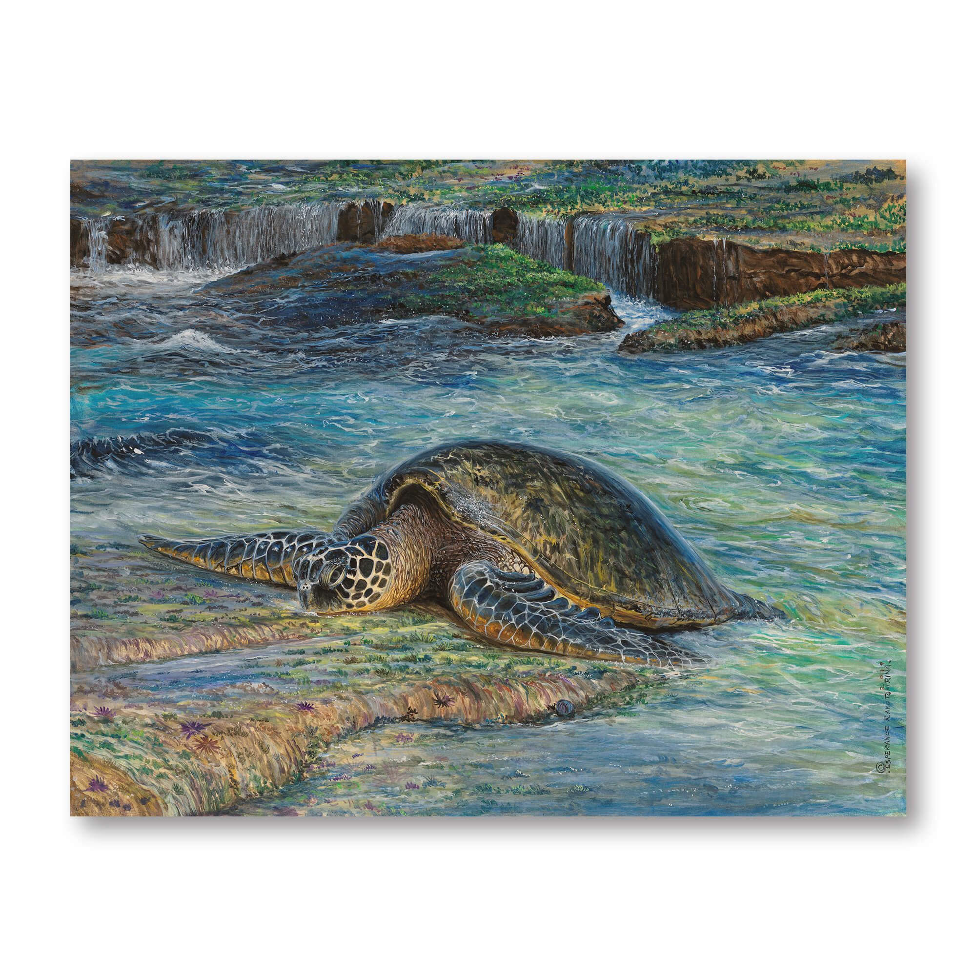 Wood print showcasing a turtle on a brown  stone  by hawaii artist Esperance Rakotonirina