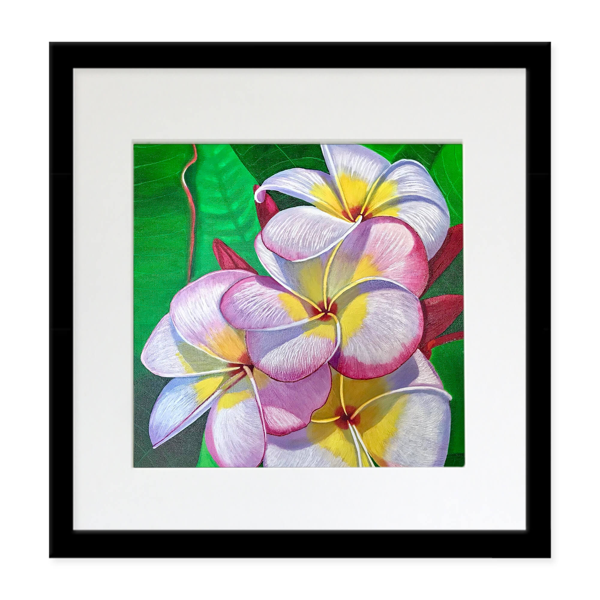 Matted art print with black frame showcasing a white flower with a touch of pink by hawaii artist Galina Lintz