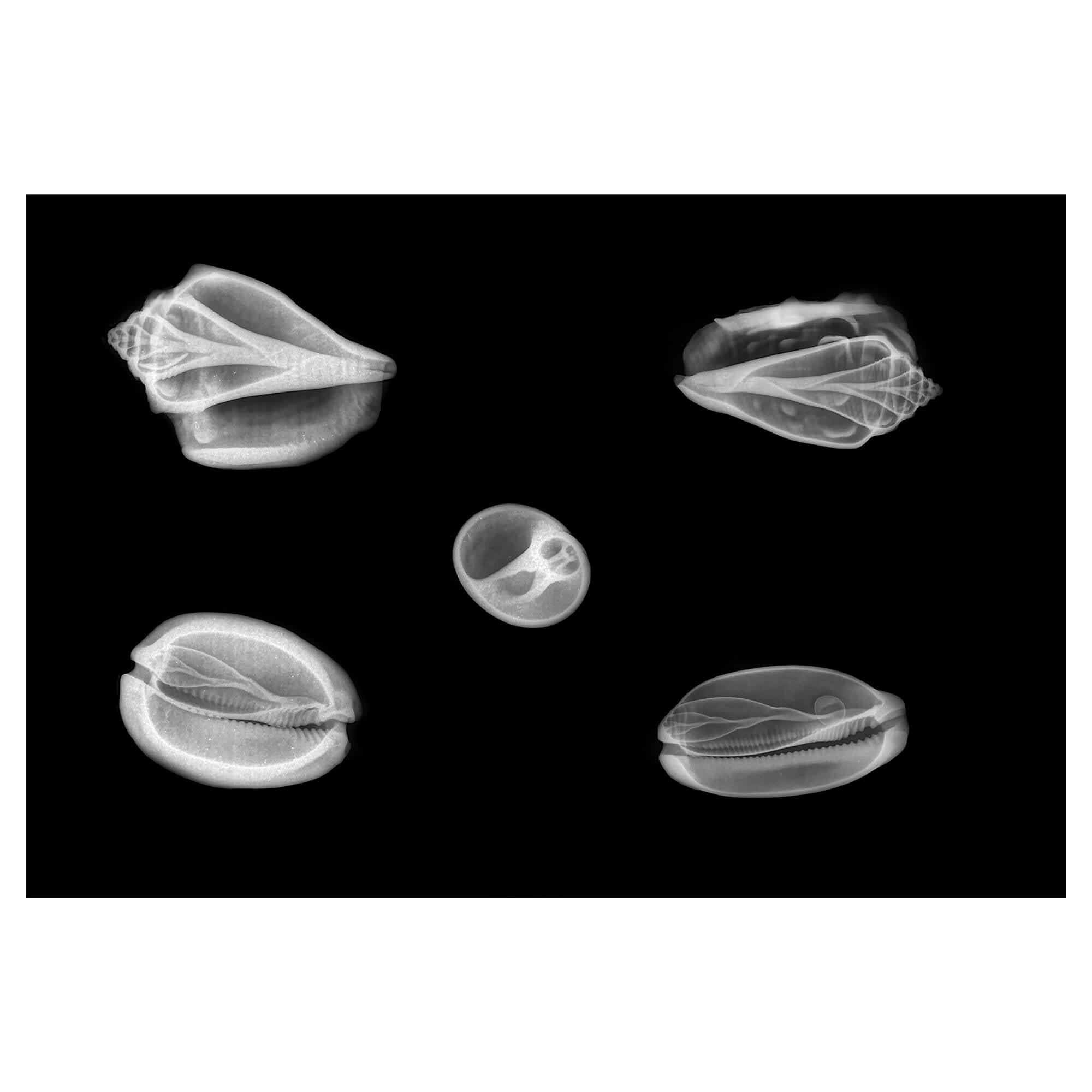 X-ray art print showcasing five distinct seashells by Hawaii artist Michelle Smith