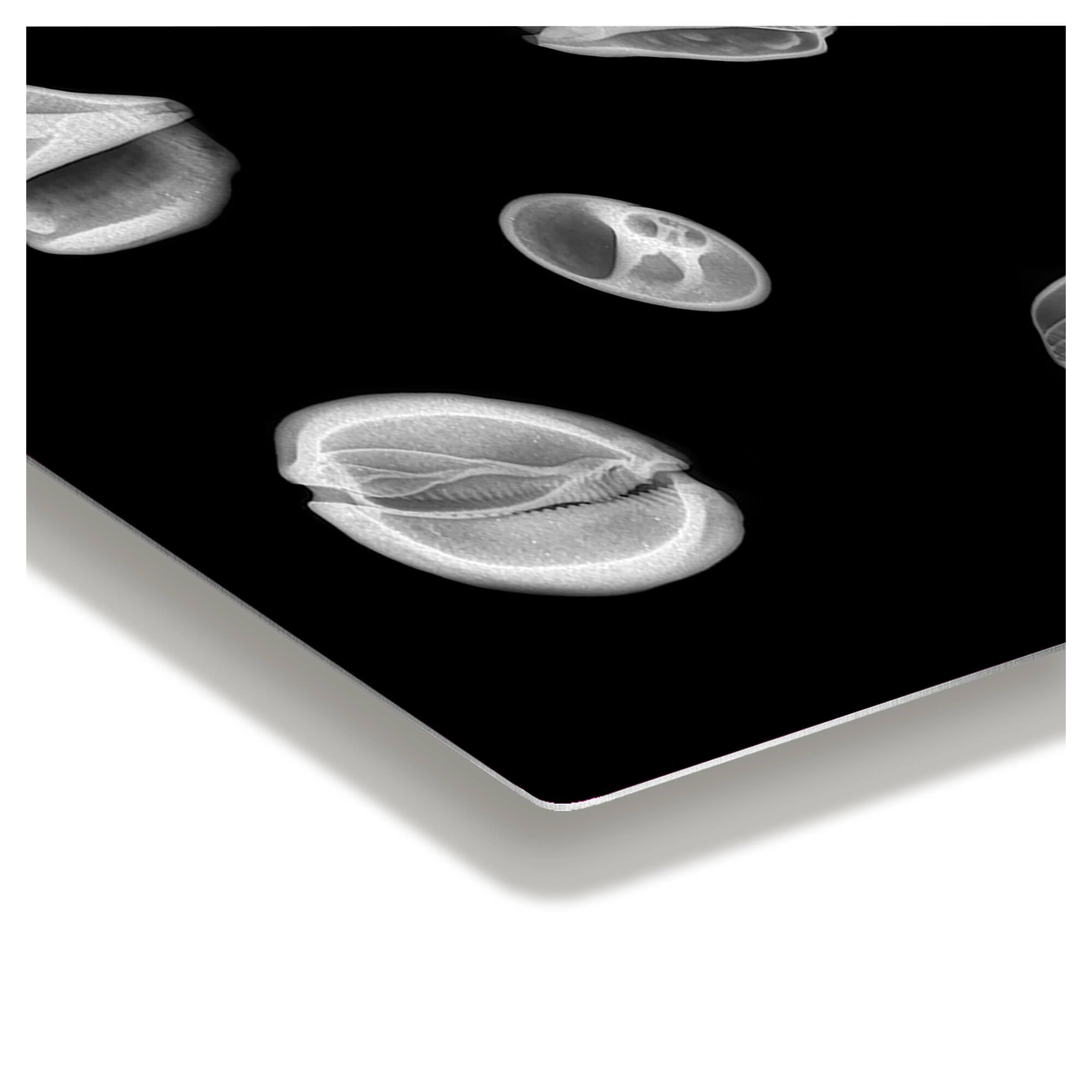 Edge details of metal art print featuringX-ray print of 5 different seashells by Hawaii artist Michelle Smith 
