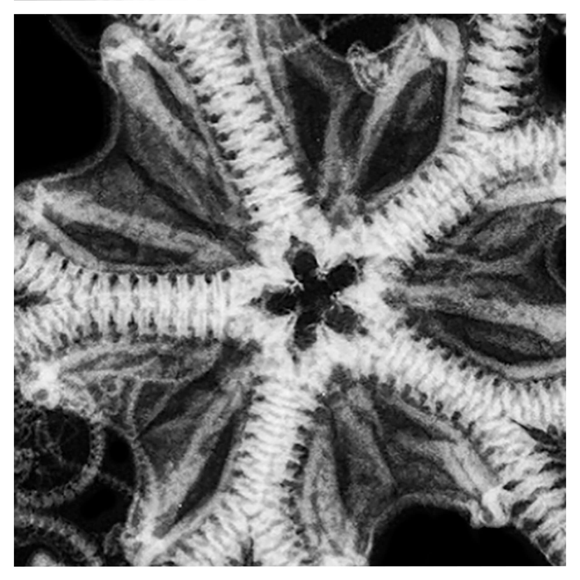 Intricate details of an X-ray art print featuring a captivating basket star by Hawaii artist Michelle Smith