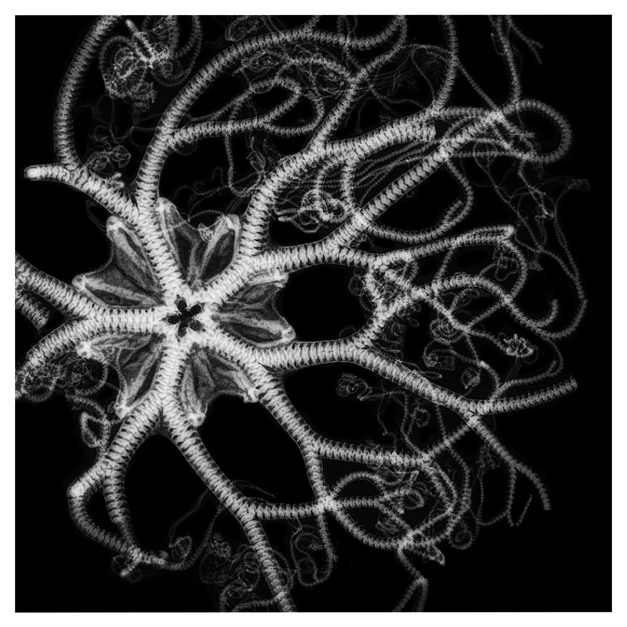  X-ray art print featuring a captivating basket star by Hawaii artist Michelle Smith