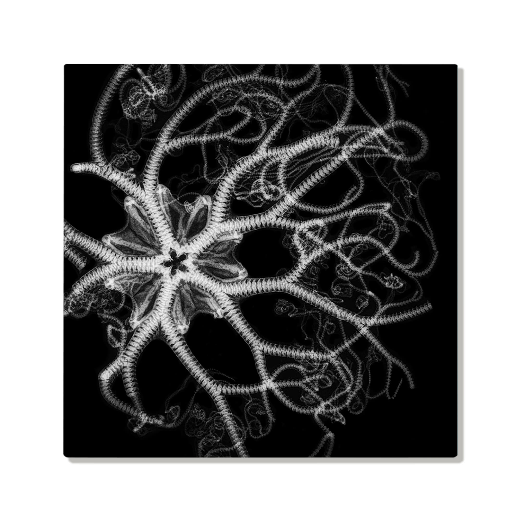 Metal art print of a grayscale art print of a basket star by Hawaii artist Michelle Smith