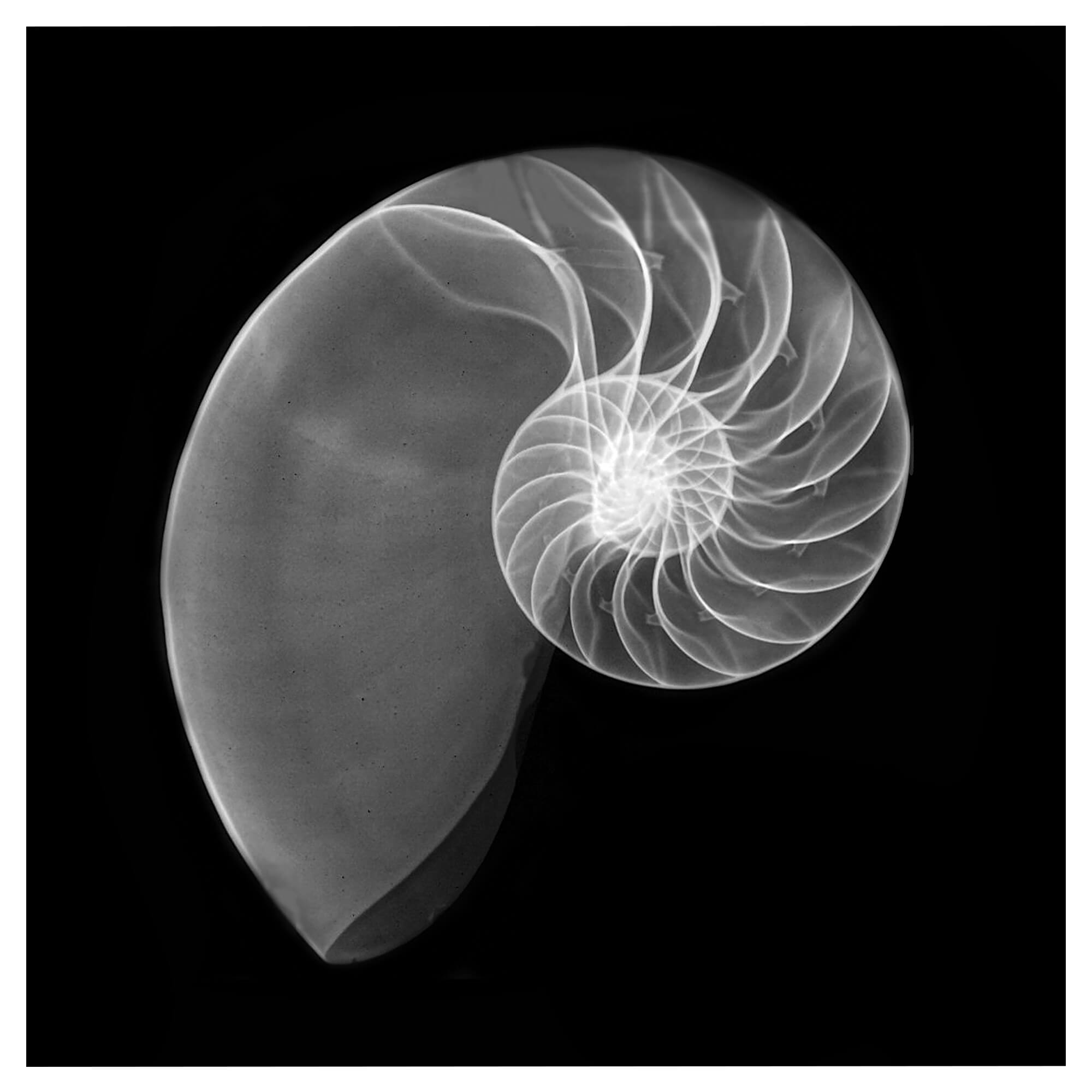 Art print featuring an X-ray of a breathtaking Nautilus shell by Hawaii artist Michelle Smith