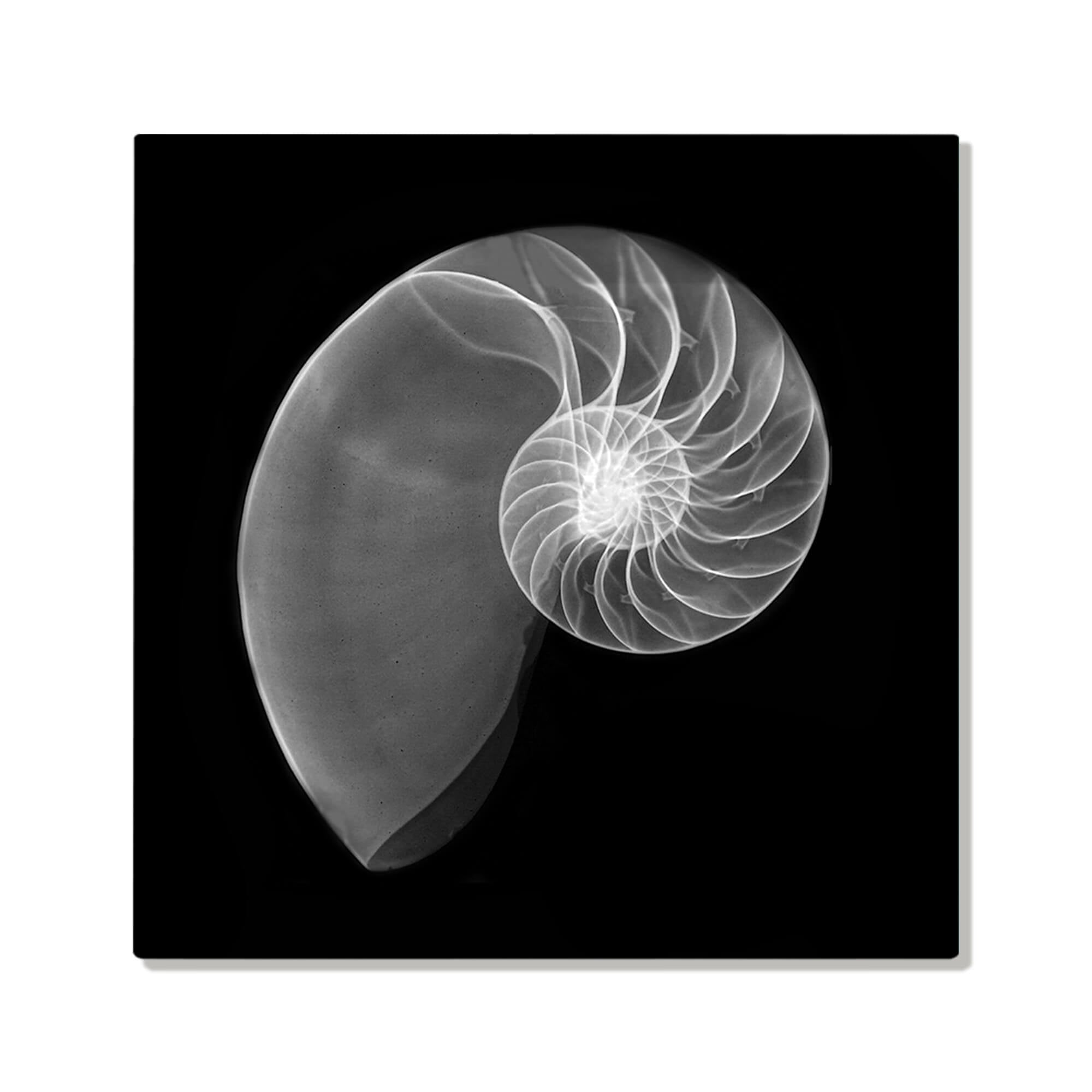 Metal art print of the spiral details of a Nautilus shell by Hawaii artist Michelle Smith