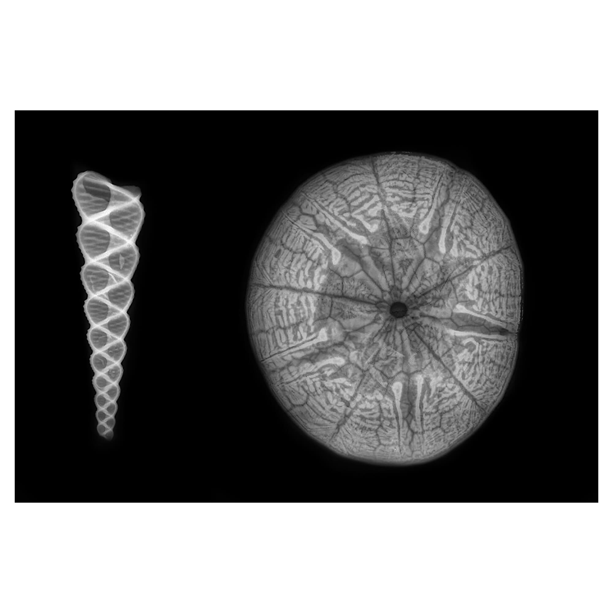 X-ray art print depiction of a Screw Turritella shell and sea urchin by Hawaii artist Michelle Smith
