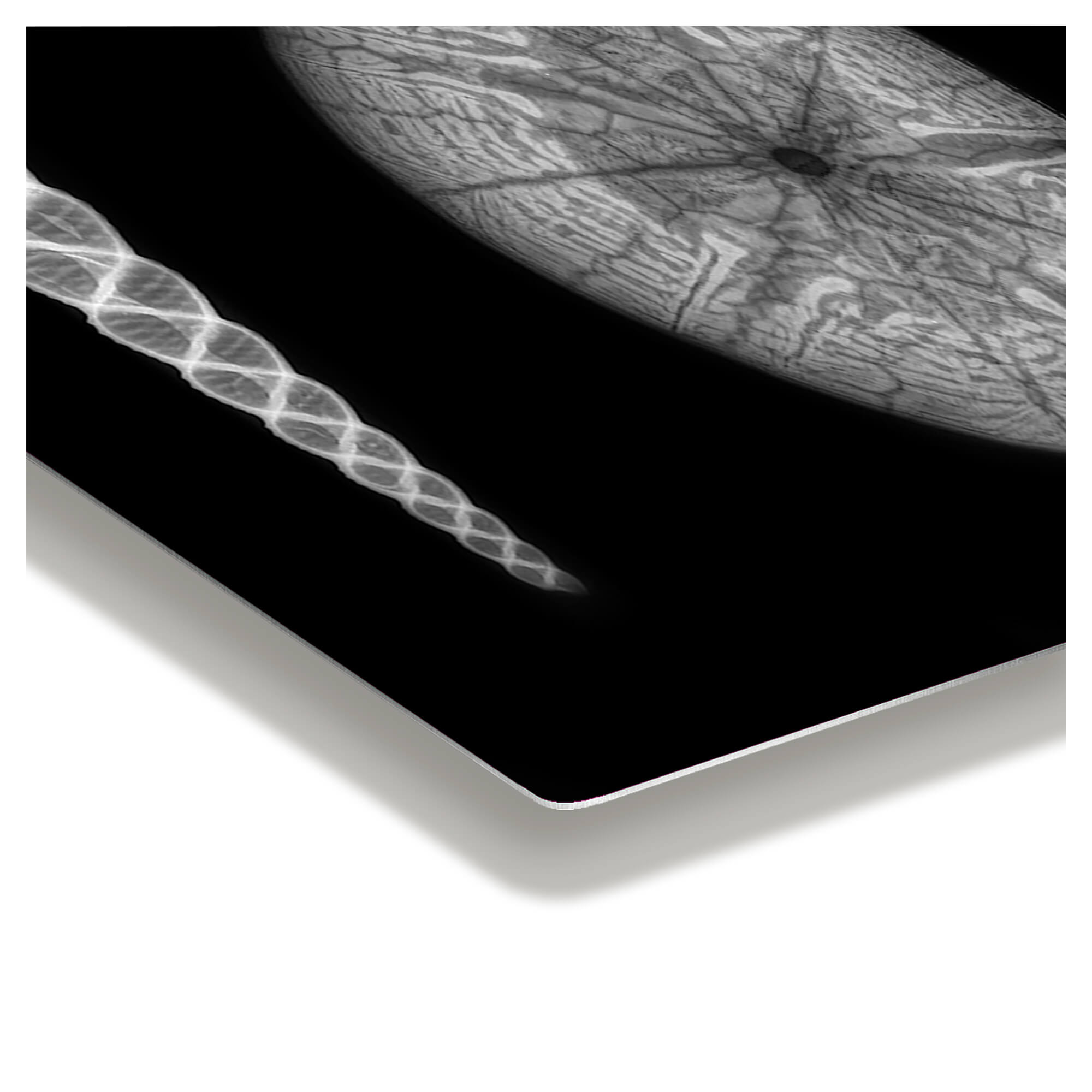 Edge details of metal art print featuring X-ray prints of a sea urchin by Hawaii artist Michelle Smith