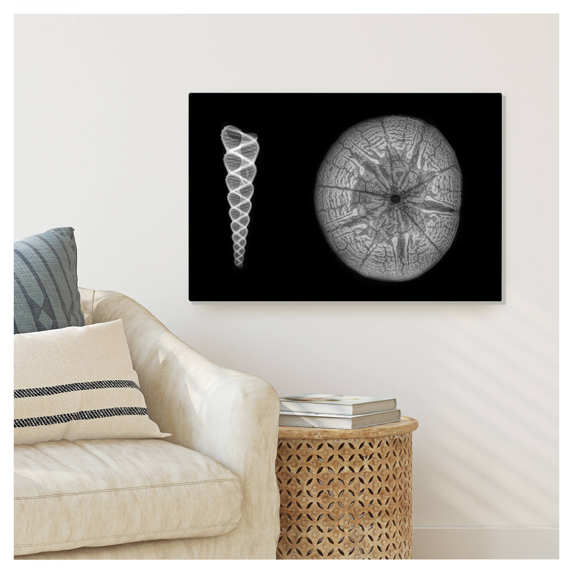 Metal art print wall mockup featuring a grayscale art print of a spiral shell and a sea urchin by Hawaii artist Michelle Smith