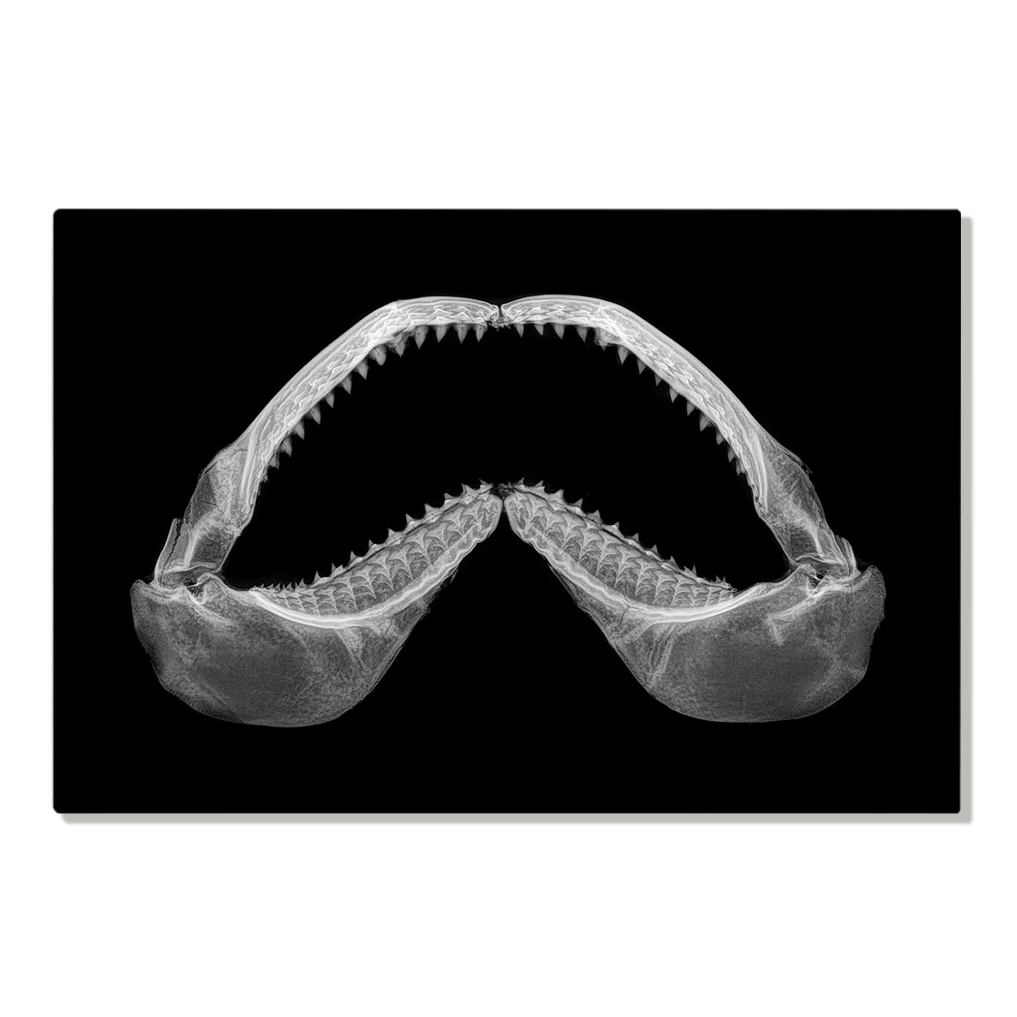 Metal art print featuring an X-ray print of a shark teeth by Hawaii artist Michelle Smith