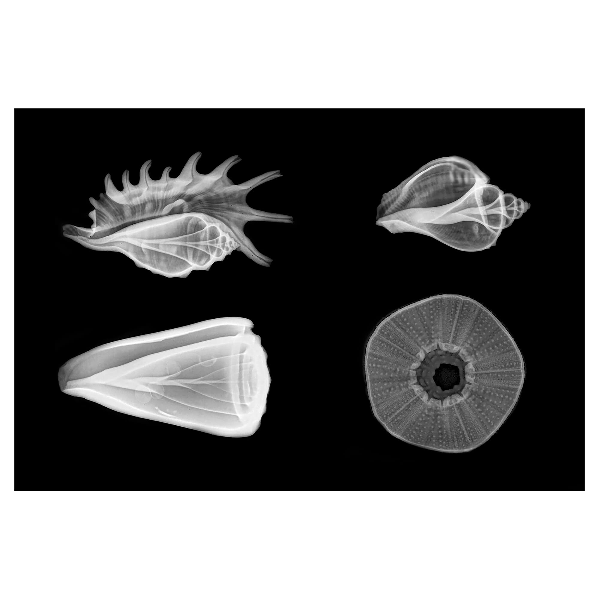 X-ray artwork featuring a captivating collection of seashells and a sea urchin by Hawaii artist Michelle Smith'