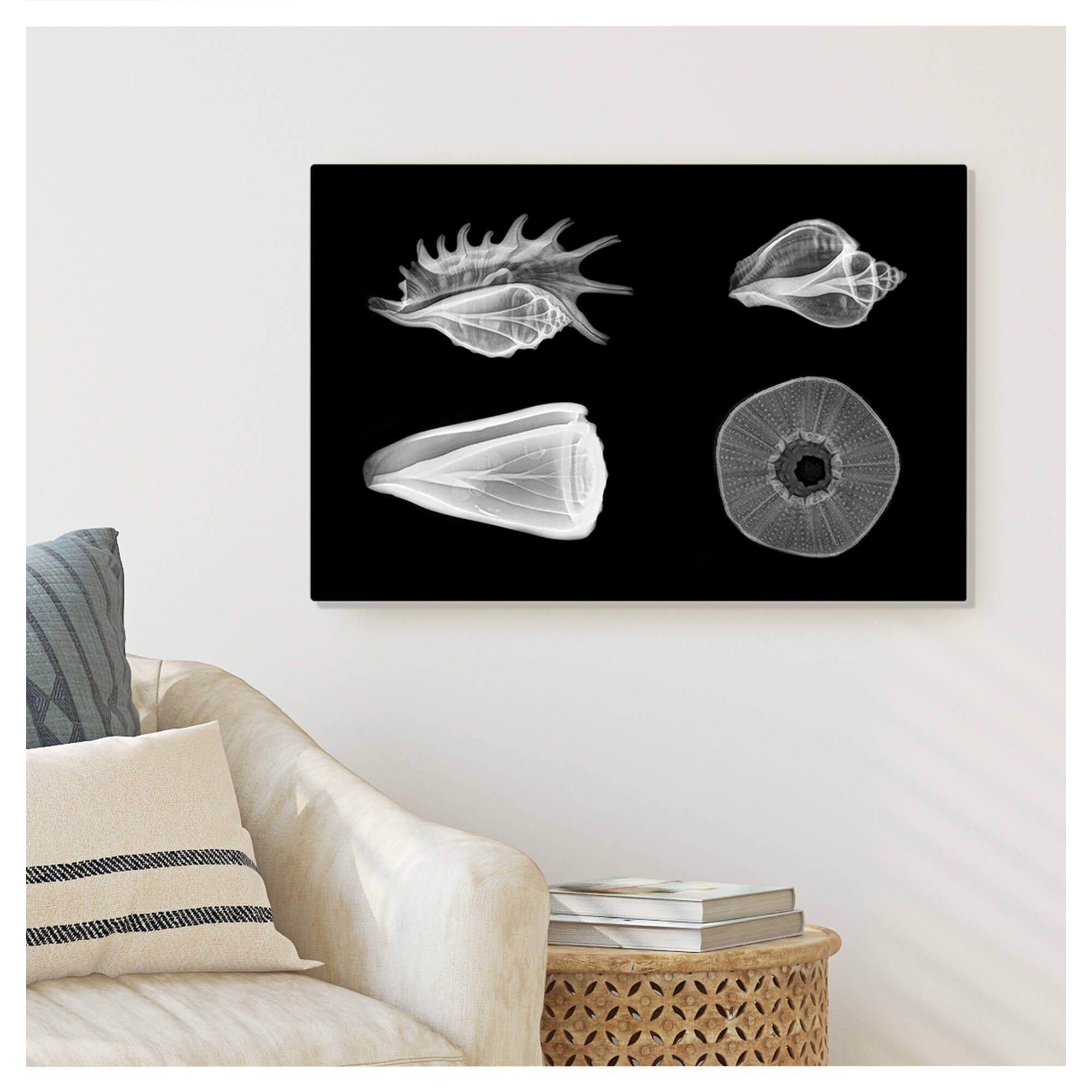 Metal print wall mockup featuring X-ray prints of three seashells and a sea urchin by Hawaii artist Michelle Smith