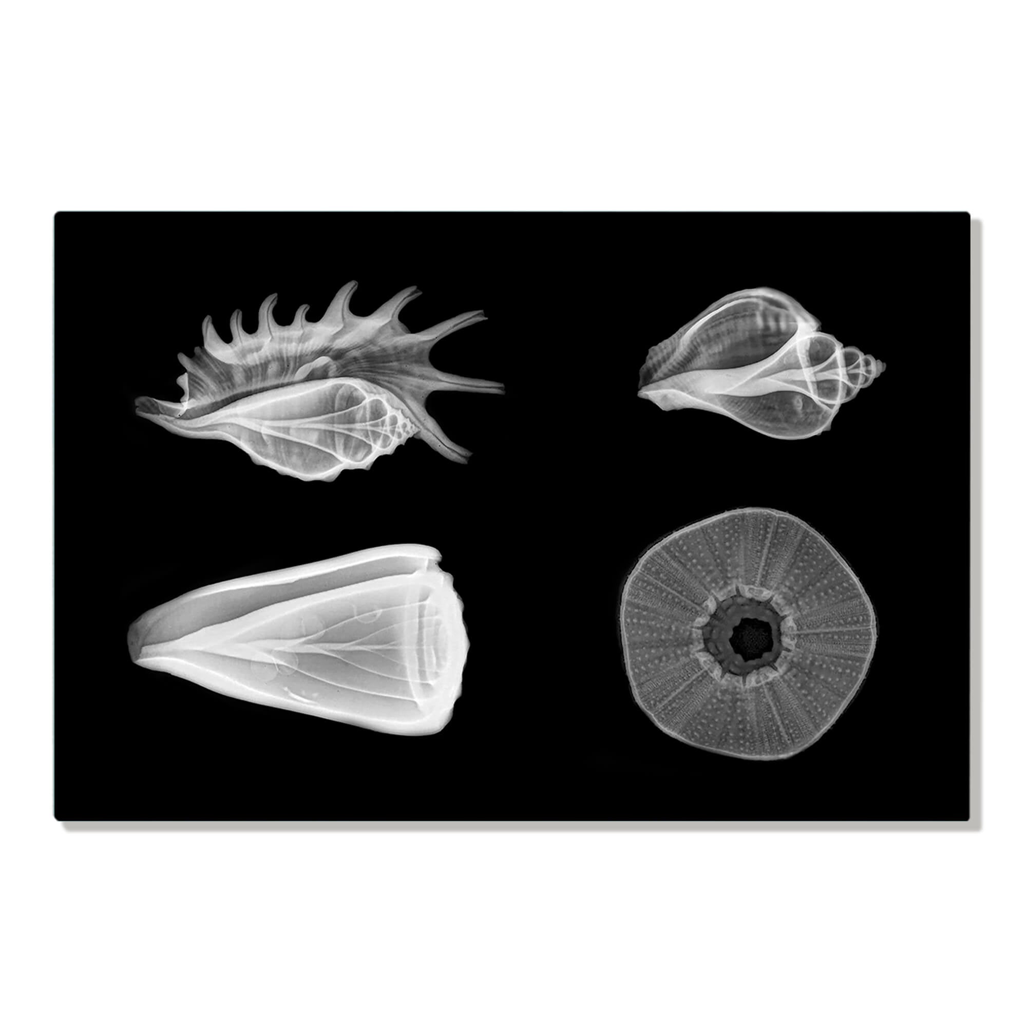 Metal art print of seashells and a sea urchin taken using an X-ray technology by Hawaii artist Michelle Smith