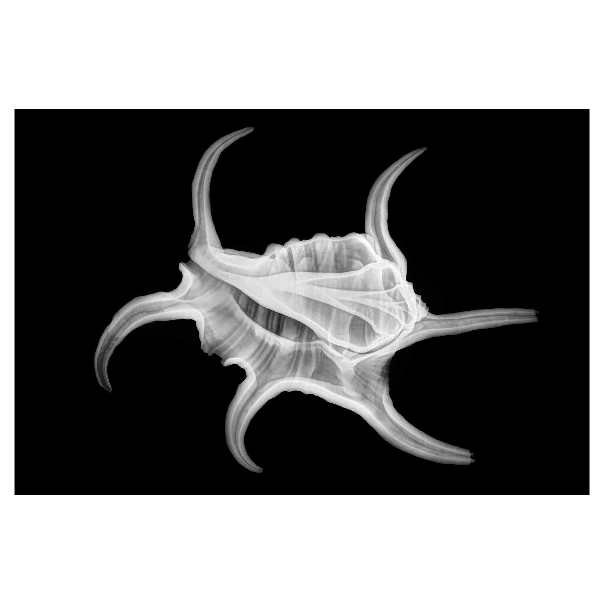 X-ray prints of the spider conch by Hawaii artist Michelle Smith