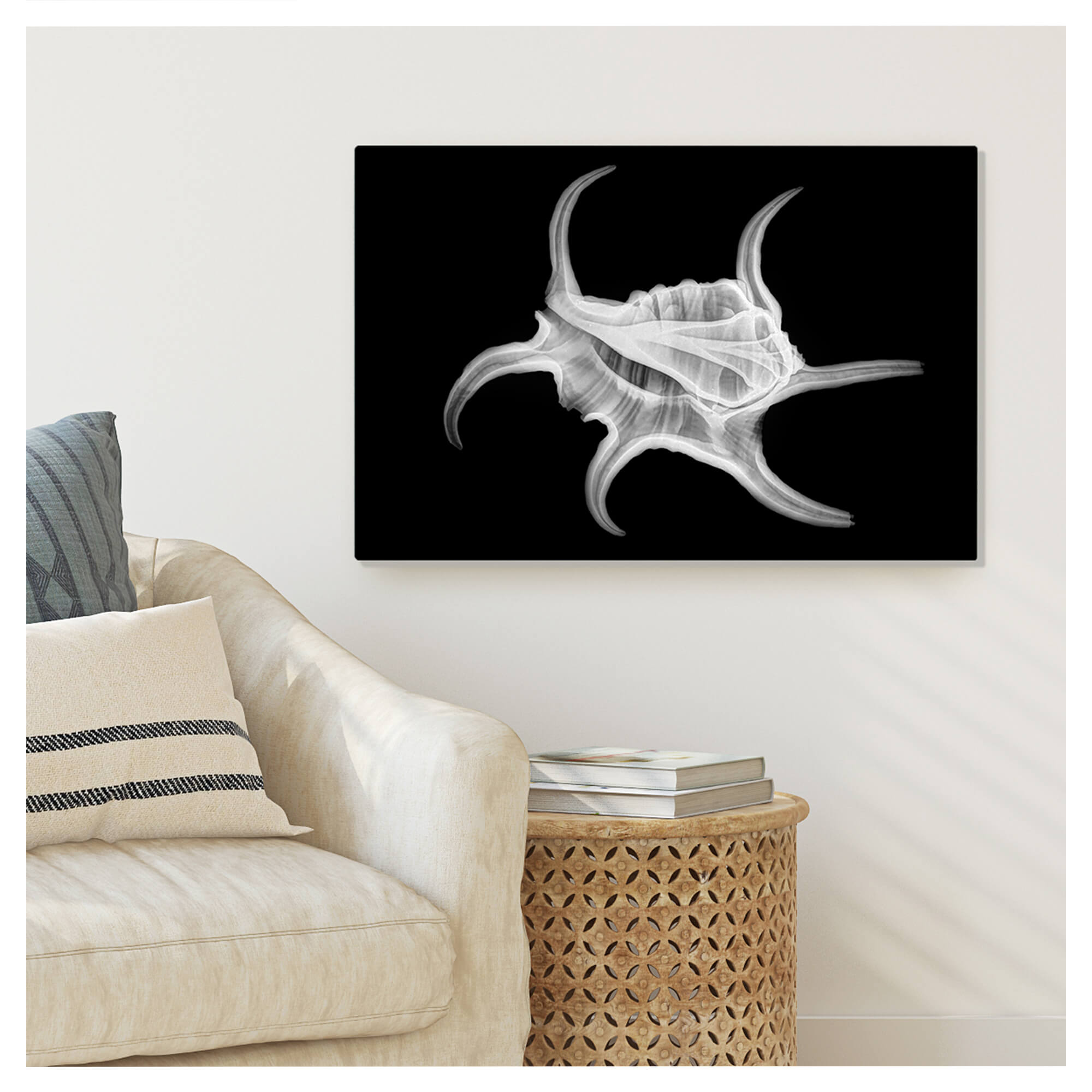 Metal art print wall mockup featuring a grayscale print of a spider conch by Hawaii artist Michelle Smith