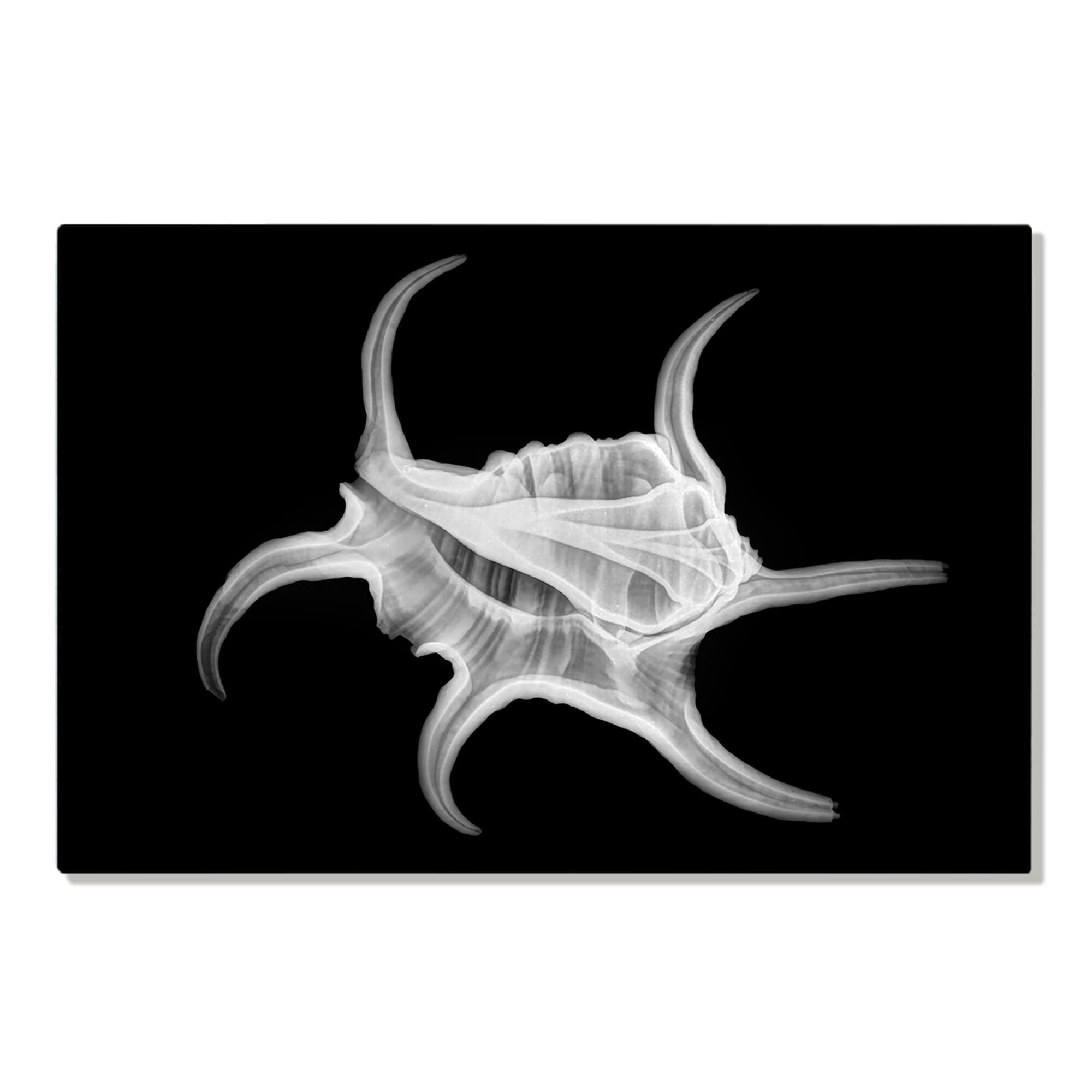 Metal art print featuring an X-ray of a spider conch by Hawaii artist Michelle Smith