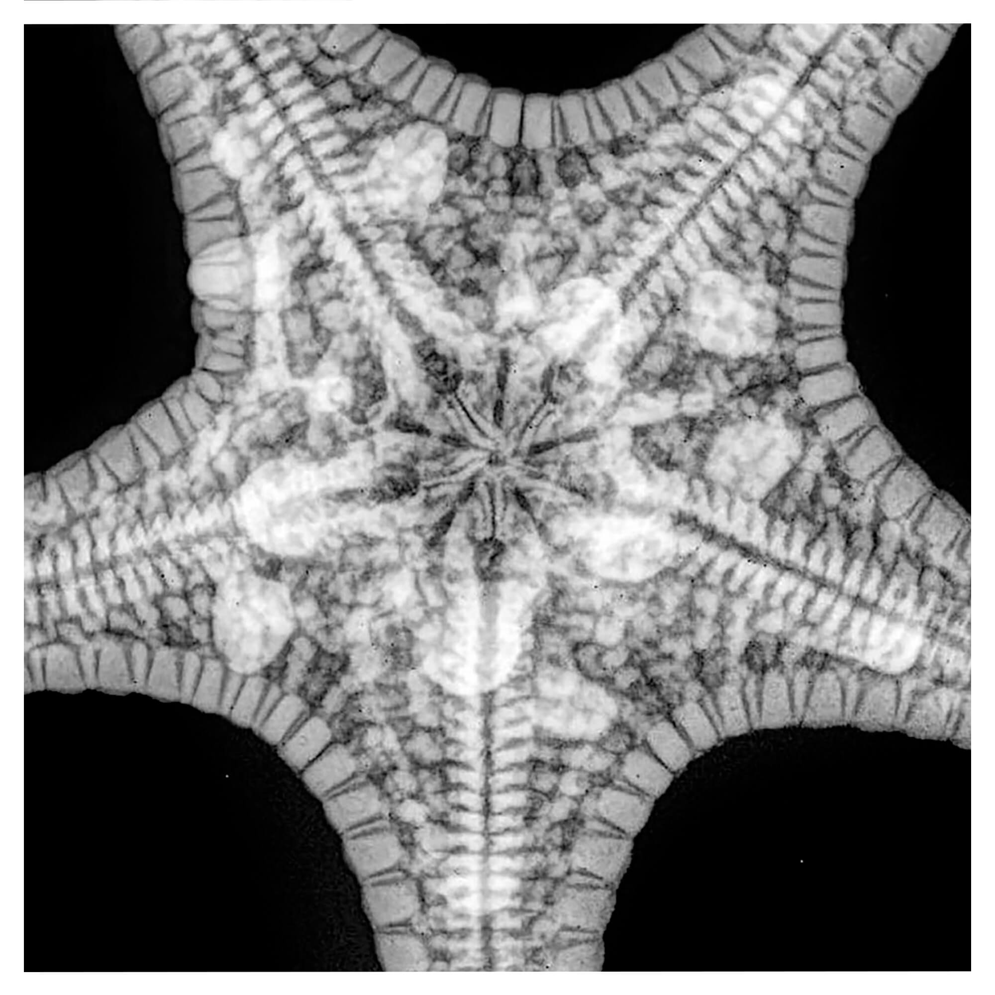 Close details taken by an X-ray technology of a star fish by Hawaii artist Michelle Smith