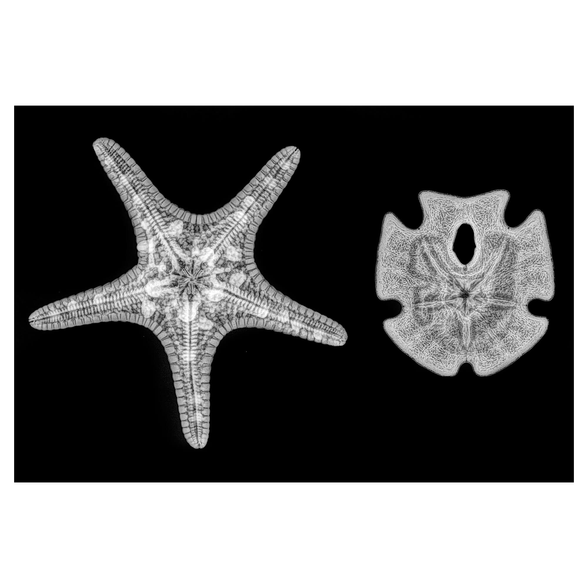 X-ray artwork depicting starfish and sand dollars by Hawaii artist Michelle Smith