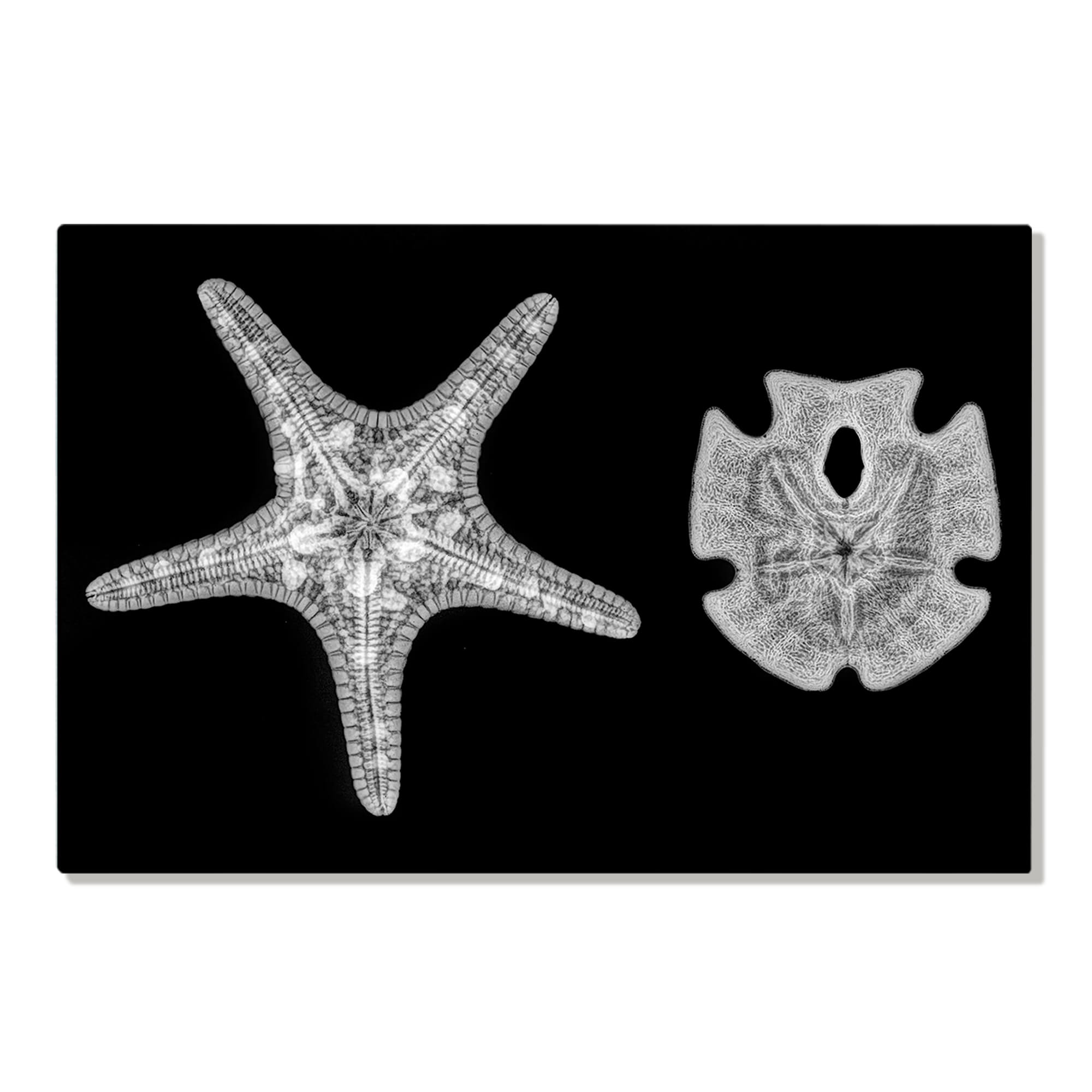 Metal art print of an X-ray print of a starfish and a sand dollar by Hawaii artist Michelle Smith