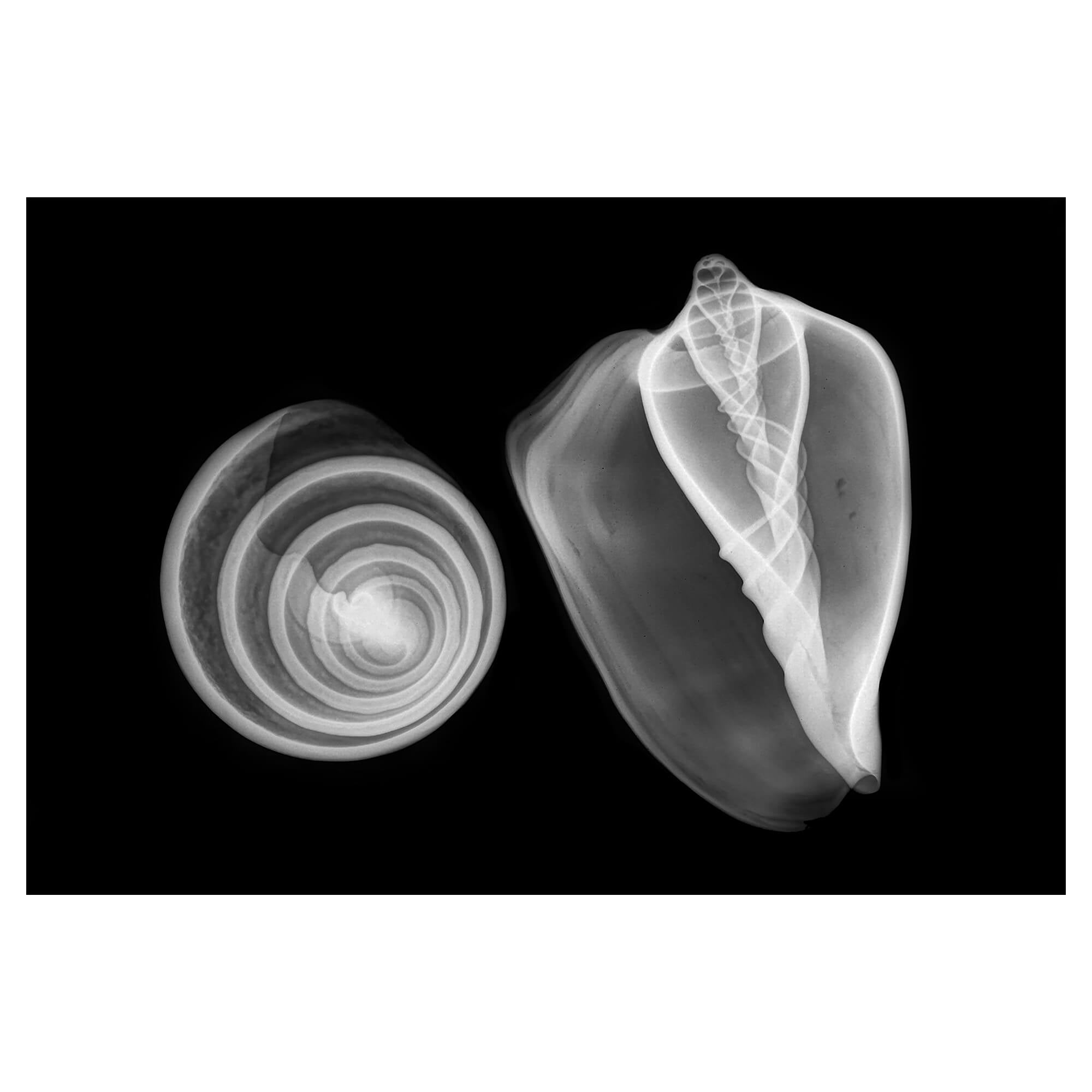 Trocha-Volute Shells through the use of X-ray technology by Hawaii artist Michelle Smith