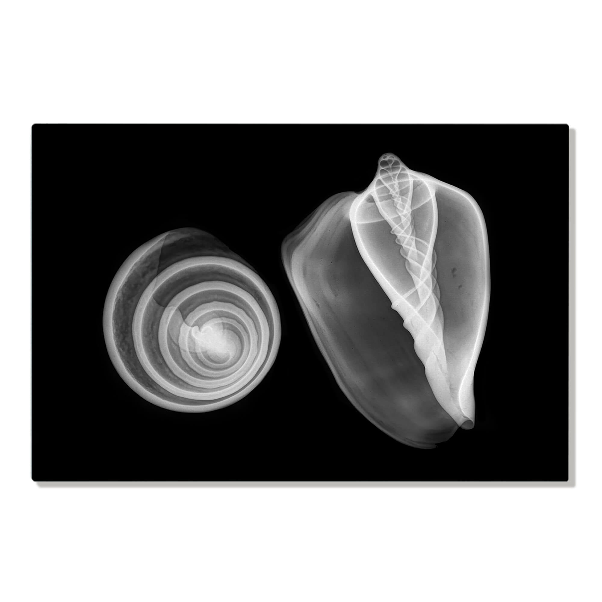 Metal art print of X-ray print featuring some sea snails by Hawaii artist Michelle Smith
