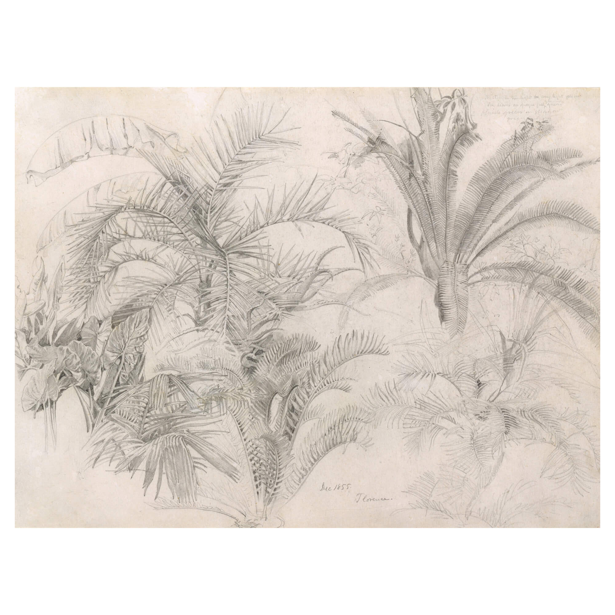 A sketch of different kinds of tropical plants