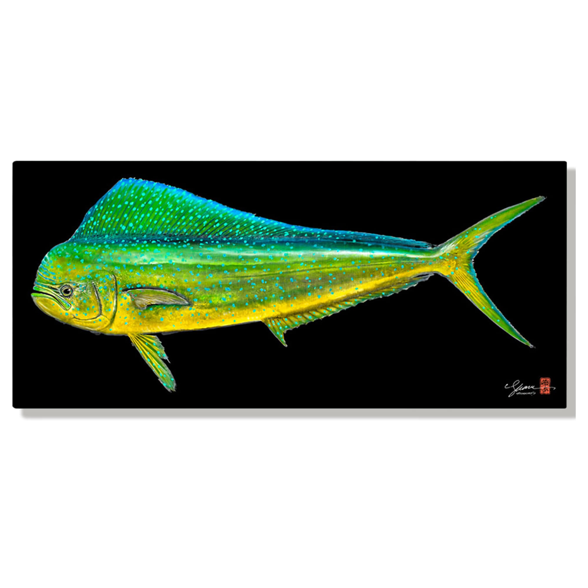 A metal art print of a large Mahi Mahi fish (also known as Dolphin Fish or Dorado) distinguished by dazzling colors - golden on the sides, and bright blues and greens on the sides and back by Hawaii Gyotaku artist Shane Hamamoto