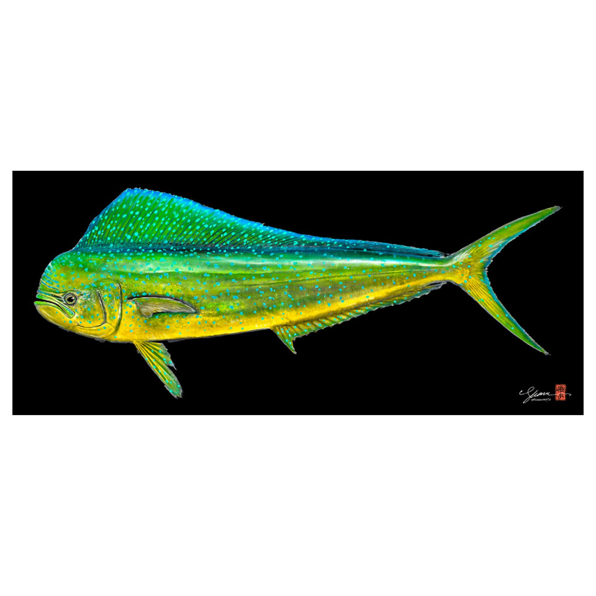 A metal art print of a large Mahi Mahi fish (also known as Dolphin Fish or Dorado) distinguished by dazzling colors - golden on the sides, and bright blues and greens on the sides and back by Hawaii Gyotaku artist Shane Hamamoto