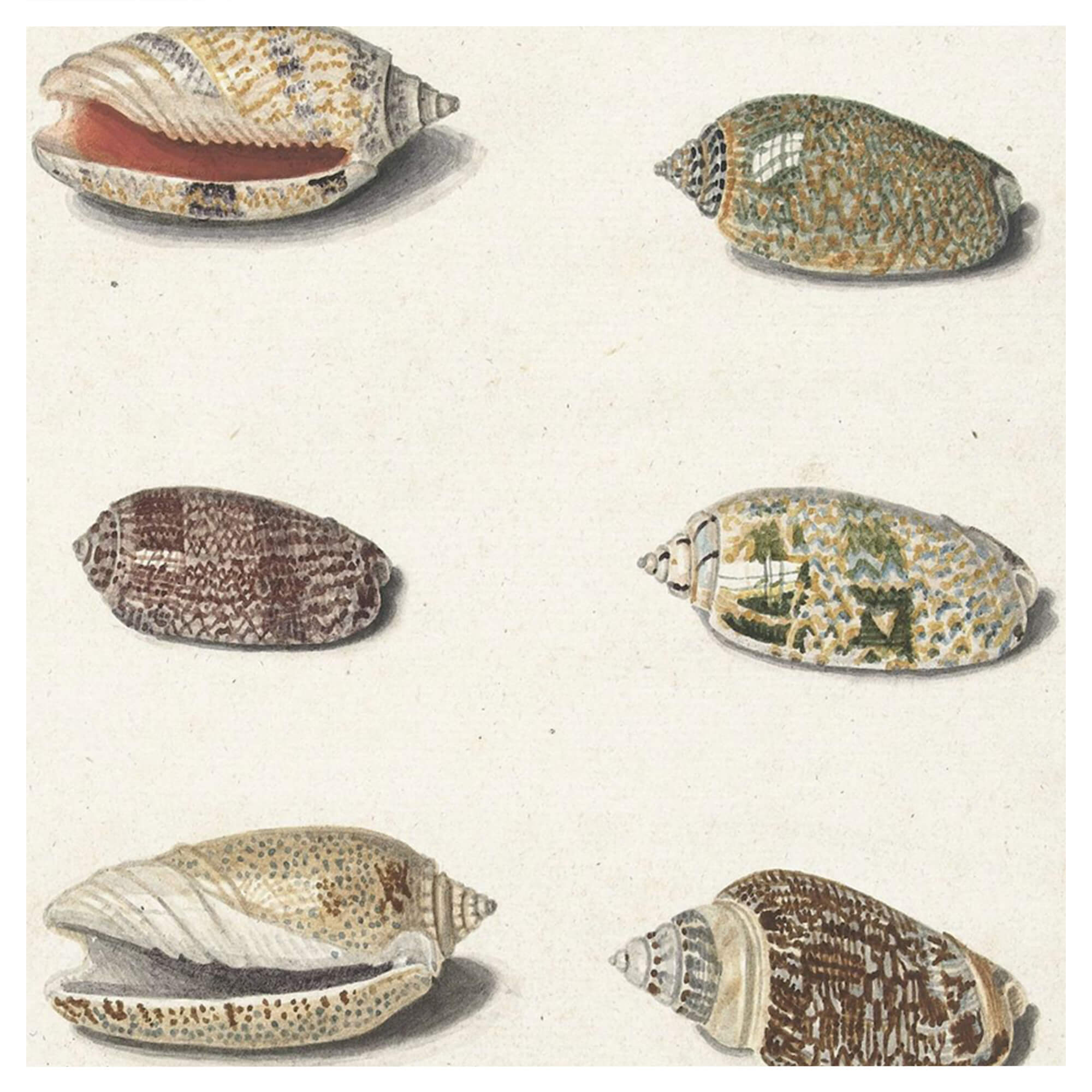 Beautiful and colorful patterned seashells