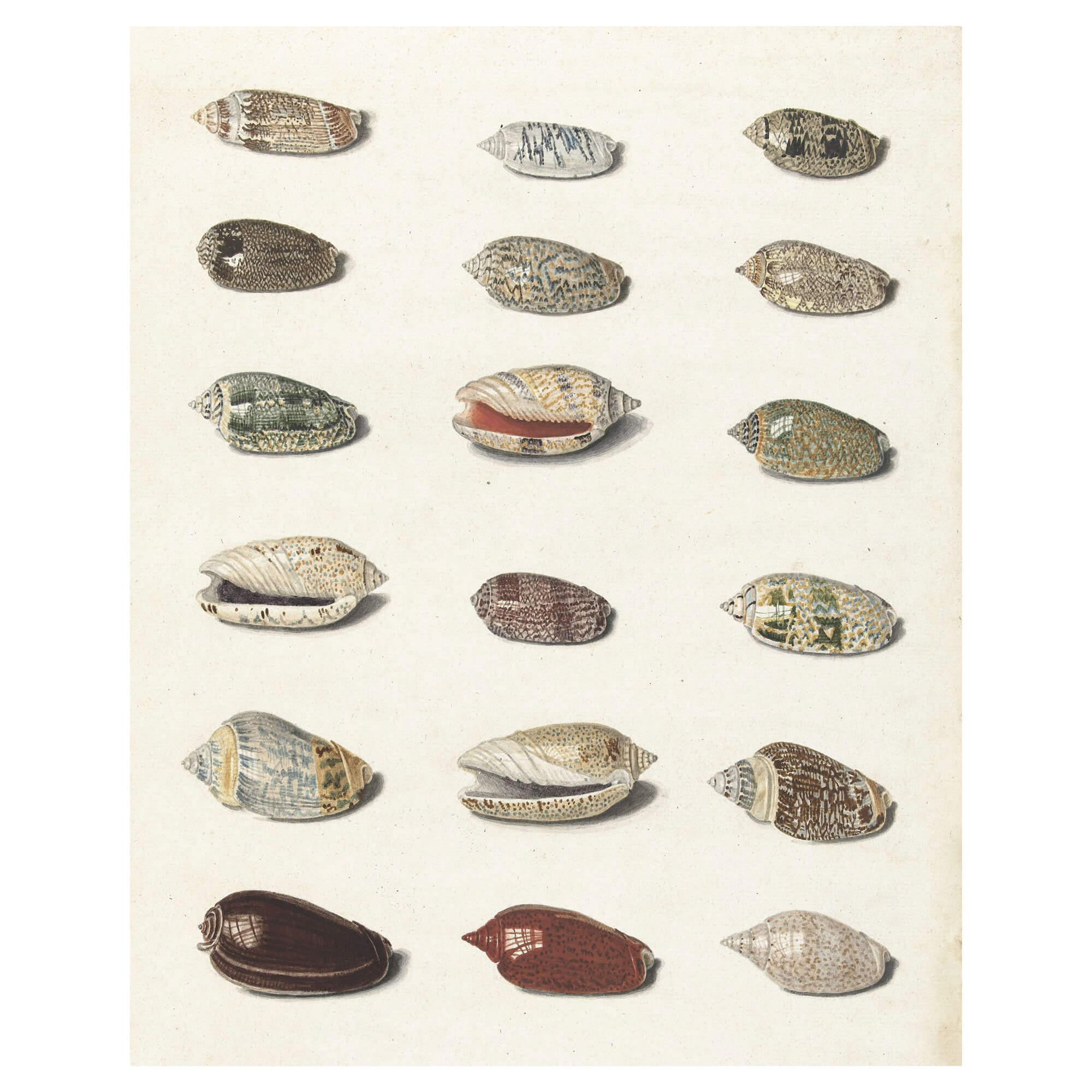 Shiny seashells with various patterns