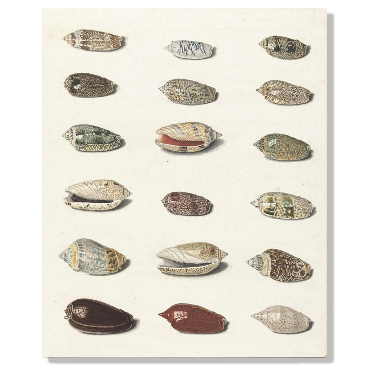Vintage artwork featuring some small shiny colorful seashells