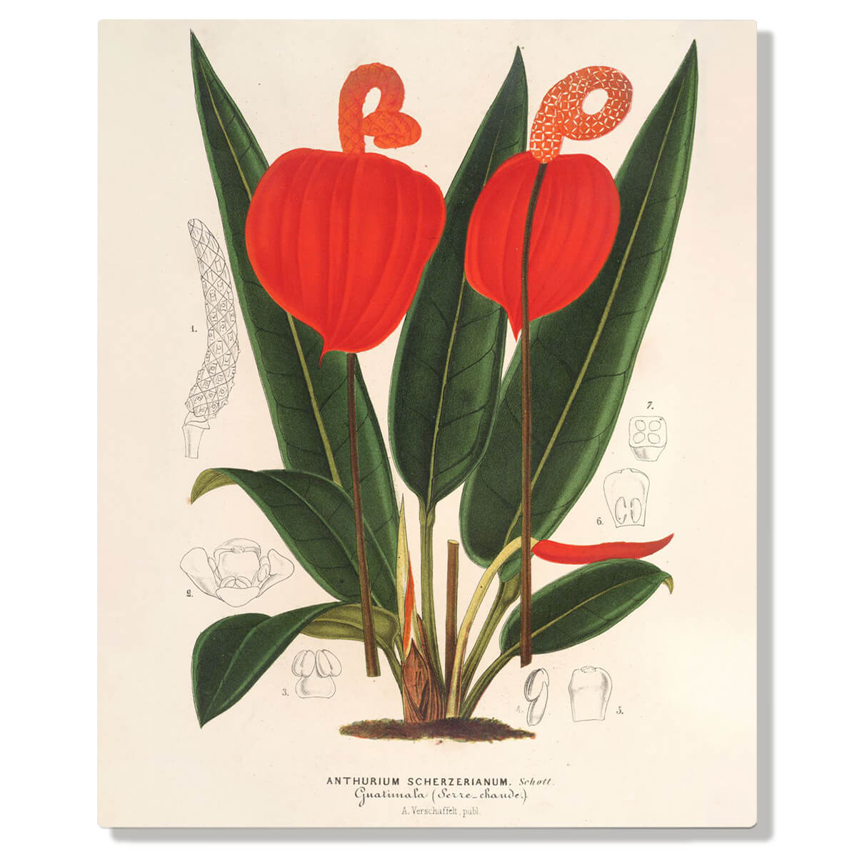 A vintage artwork featuring vibrant red anthurium flowers