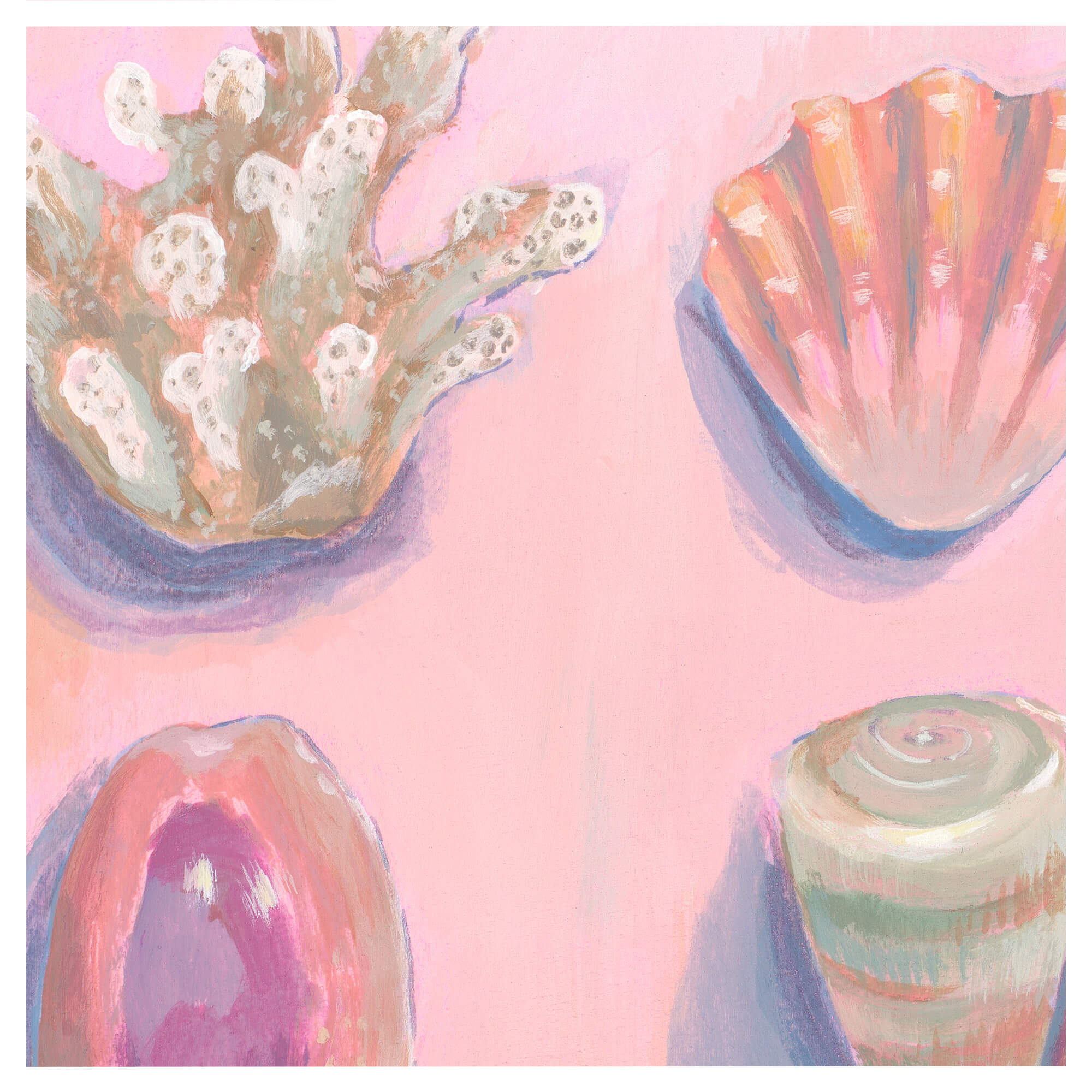 Beautiful depiction of different kinds of seashells by Hawaii artist Lindsay Wilkins